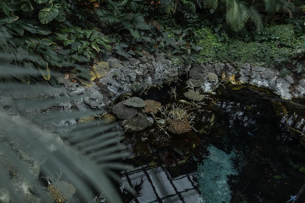 Stagno con rocce e palme in una giungla esotica bella natura verde e acqua