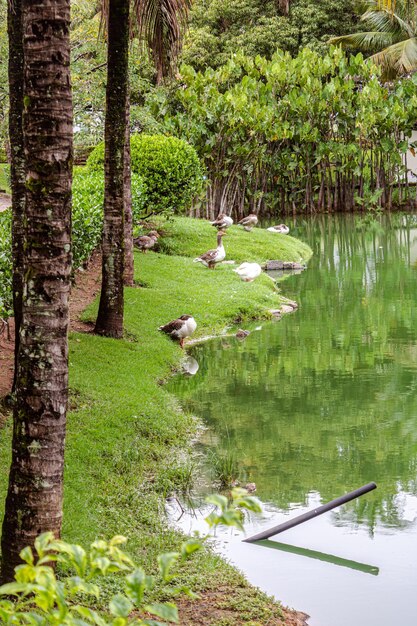 Foto stagno con diverse oche sulla riva con tronchi d'albero in primo piano e sullo sfondo dell'immagine