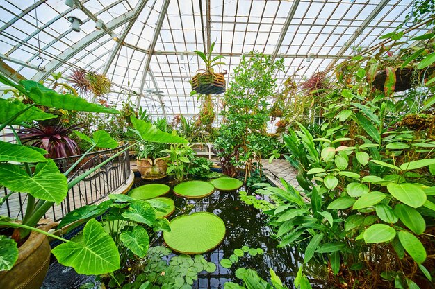 Pond with small and large waterlily plants with hanging pots overhead and greenhouse ceiling