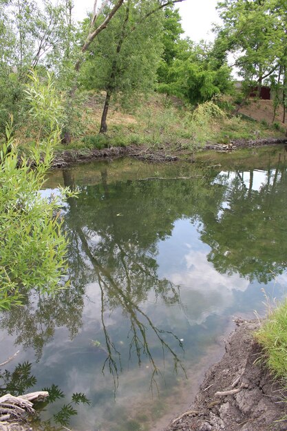 A pond with trees and grass