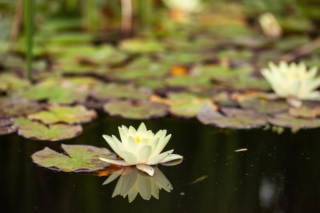 Pond with water lilies Asian style beautiful natural background