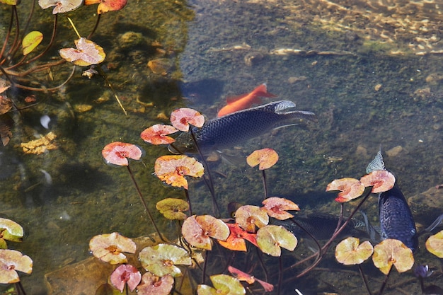 Пруд с водяными лилиями и рыбой в городском парке в солнечный день