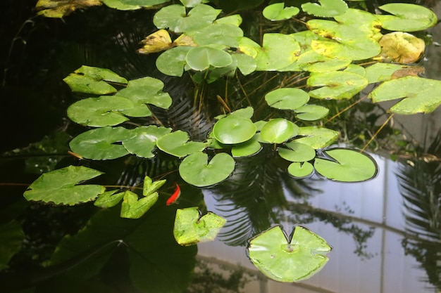 Pond with water lilies and goldfish