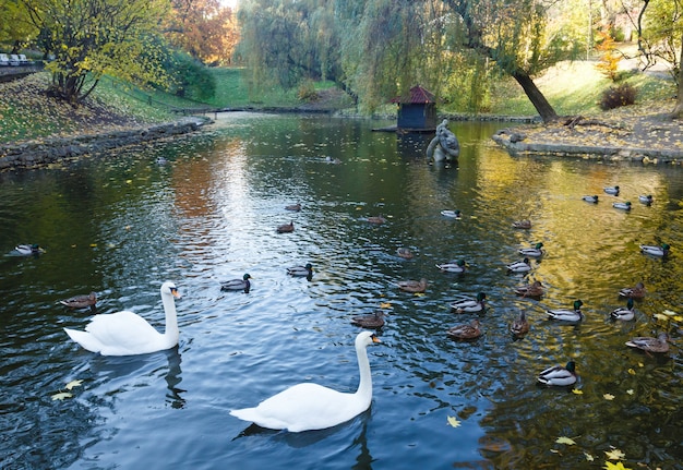 Pond with wild ducks and swans in the city autumn park in Lviv (Ukraine).