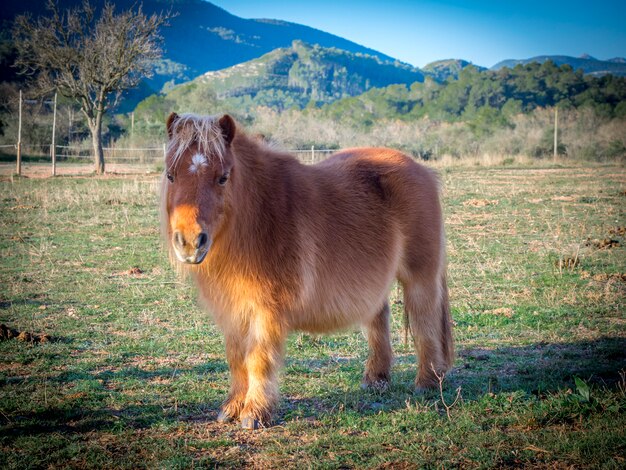 A poney on the field