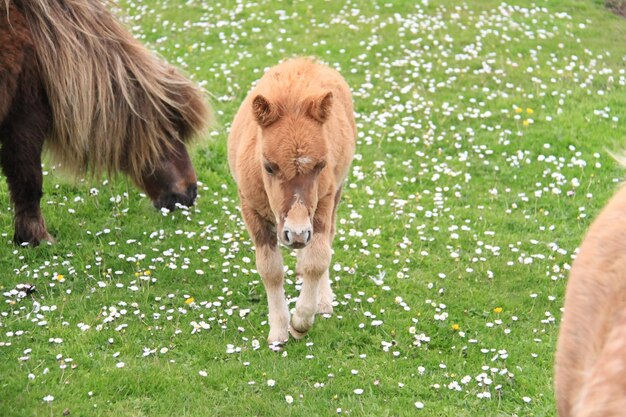 Foto ponies op het grasveld