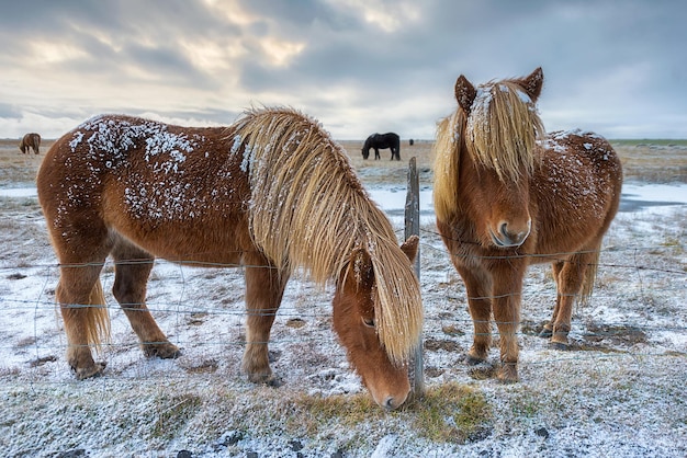 Photo ponies standing on snow covered field against cloudy sky