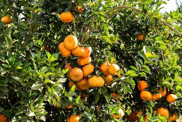 Ponkan tangerines on the tree branch