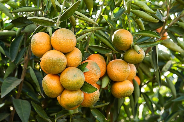 Ponkan, a type of tangerine. Tree photo, plantation.