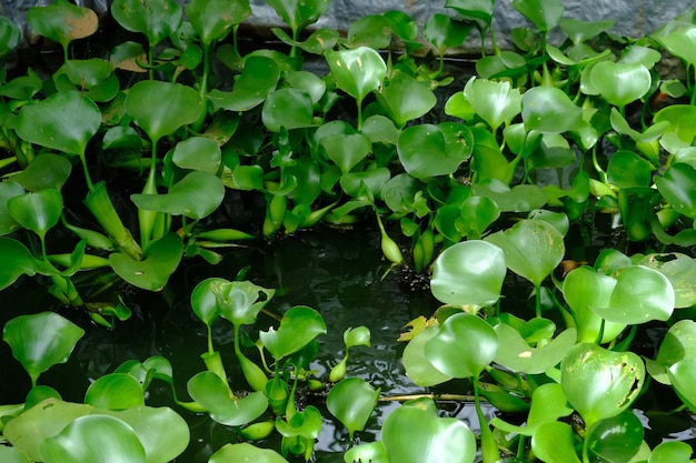 一般的なウォーター ヒヤシンスとして一般に知られているポンテデリア クラシペスは、水生植物です。