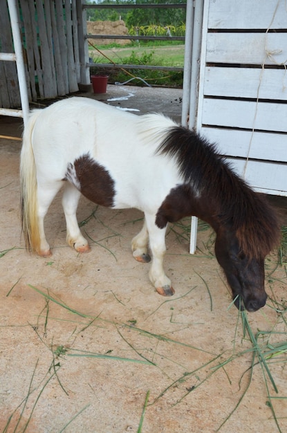 Pony dwergpaard of miniatuurpaard in een stalbox van een dierenboerderij
