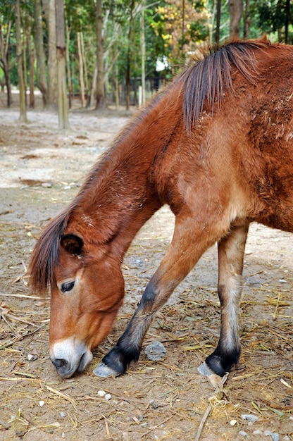 Pony in farm