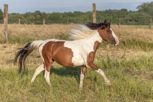 Pony galloping in pen in spring Alsace