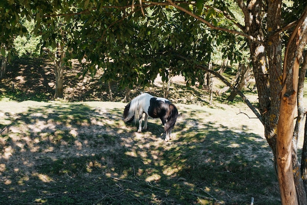 Pony graast in een weiland in het bos een klein paard met manen eet gras buitenshuis