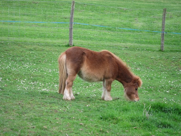 Pony grazen in een veld