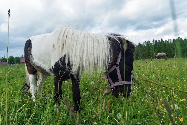 Pony grazing in the field a clear day