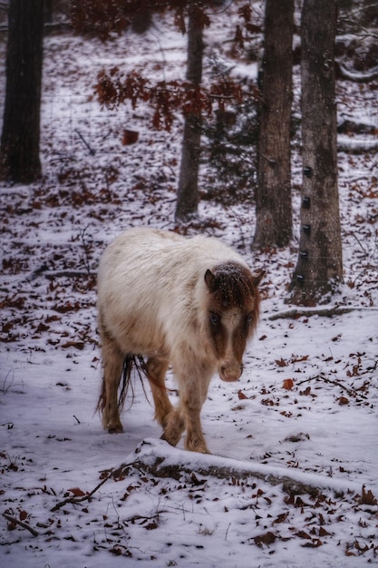 Foto pony in het bos in de winter