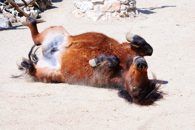 pony liggend op het zand