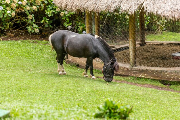 Pony loopt vrij op de boerderij, gras etend.