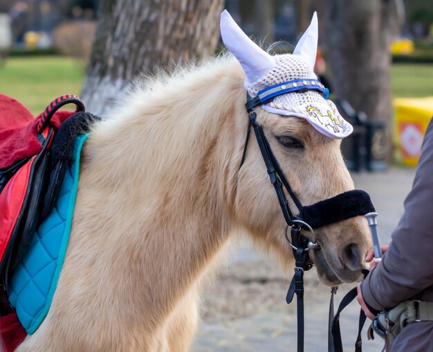 Pony. Mooi paardje in een pretpark.