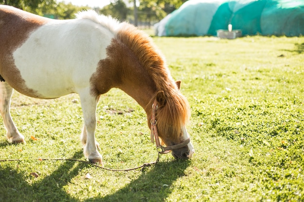 Pony op groene zomerweide