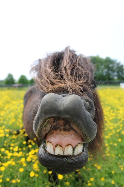 Foto pony op het veld