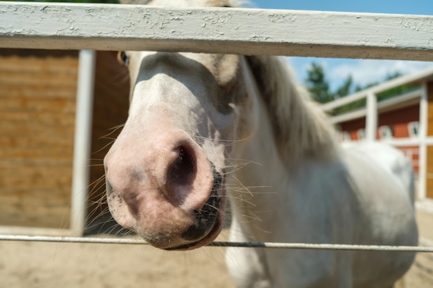 Pony paard neus close-up