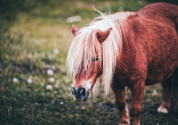 Pony paard staat op het veld