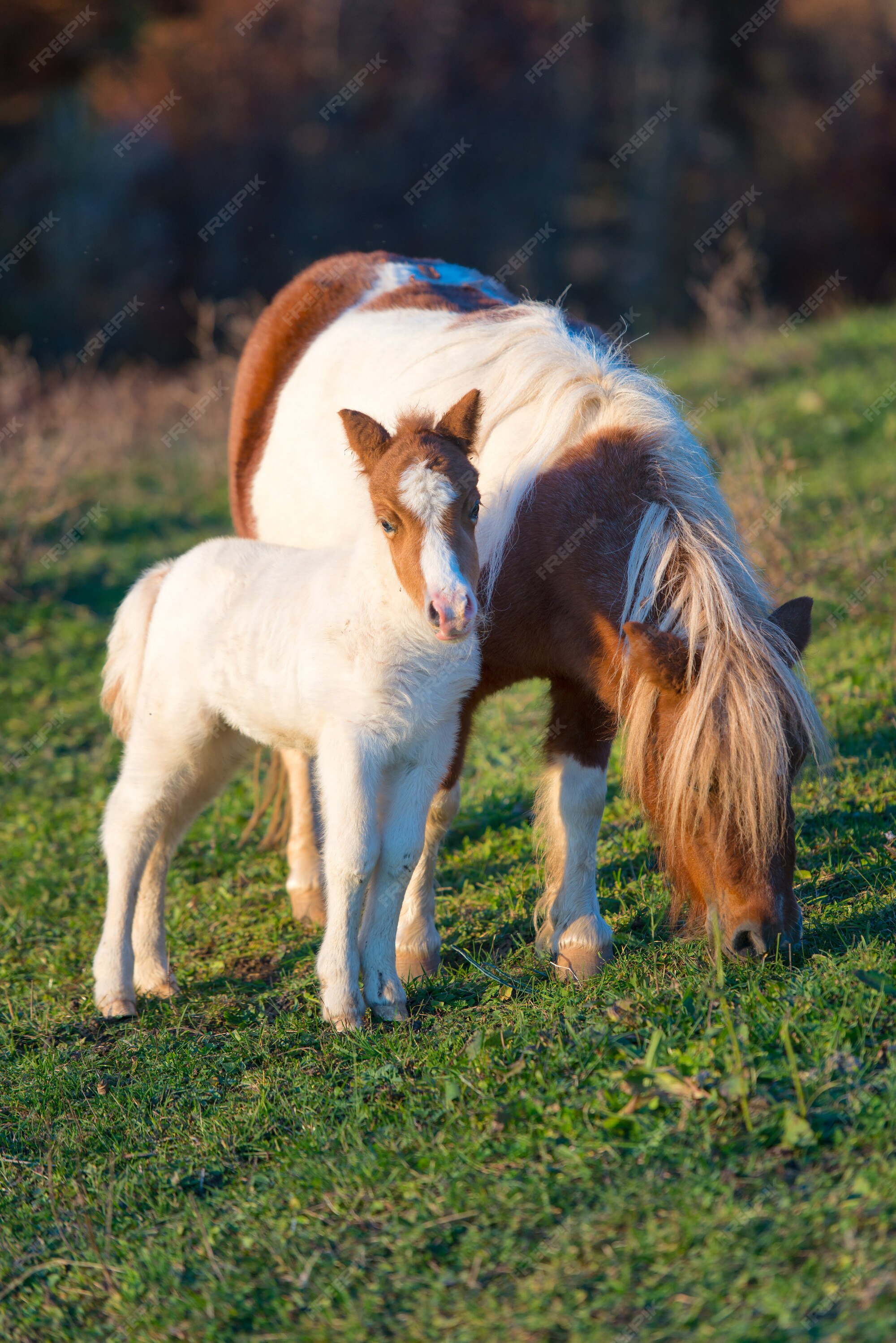 Pony paarden moeder met kleine Premium Foto