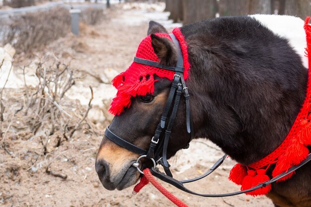 Pony in winter park