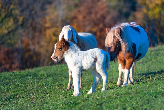 Photo a pony with the small and a sheep