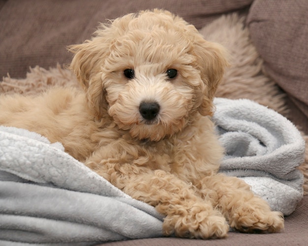 Poochon puppy on blanket