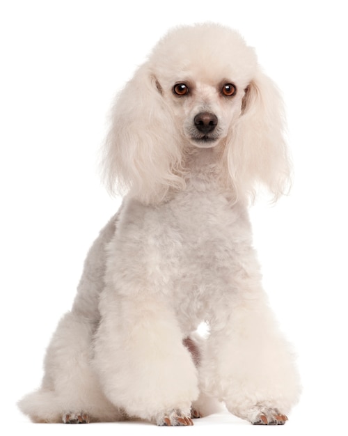 Poodle, 2 years old, sitting