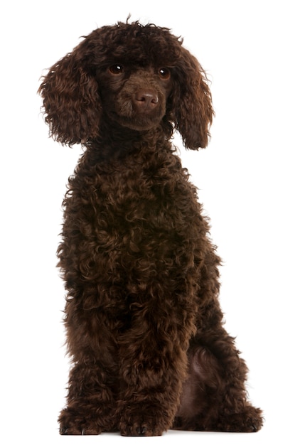 Poodle, 5 months old. Dog portrait isolated