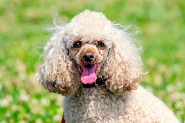 Cane di razza barboncino con pelliccia chiara da vicino su uno sfondo di erba verde