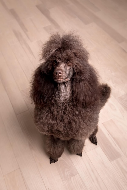 Poodle dog. Close-up of chocolate poodle head. Curly dog. Dog grooming. Dog hairstyle