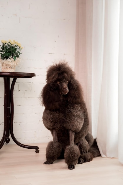 Poodle dog. Close-up of chocolate poodle head. Curly dog. Dog grooming. Dog hairstyle