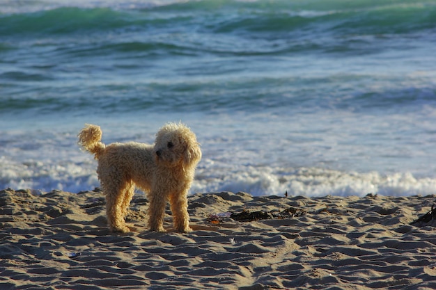 写真 砂浜のプードル犬