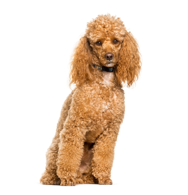 Photo poodle dog sitting against white