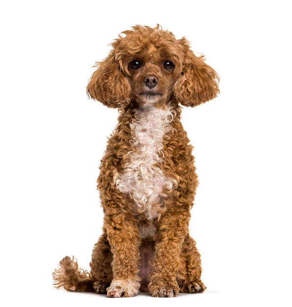 Poodle dog sitting and looking at camera against white background