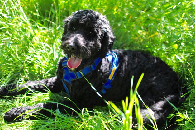 写真 公園の草原に座っているプードル犬