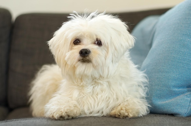Poodle dog sitting on sofa and in living room in the home Portrait of a white puppy laying Indoors or inside of lounge love or care for pet and little animal on couch in the house looking relax