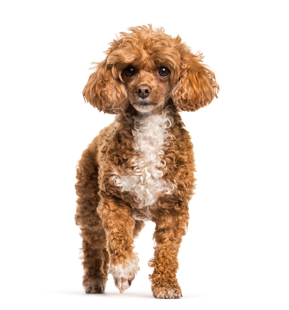 Poodle dog standing, cut out