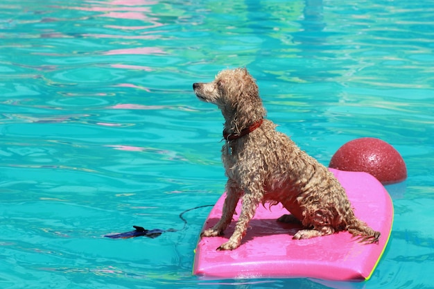 Poodle dog on a surfboard.