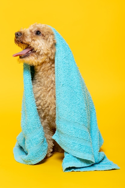 黄色の背景に頭にタオルを持ったプードル犬