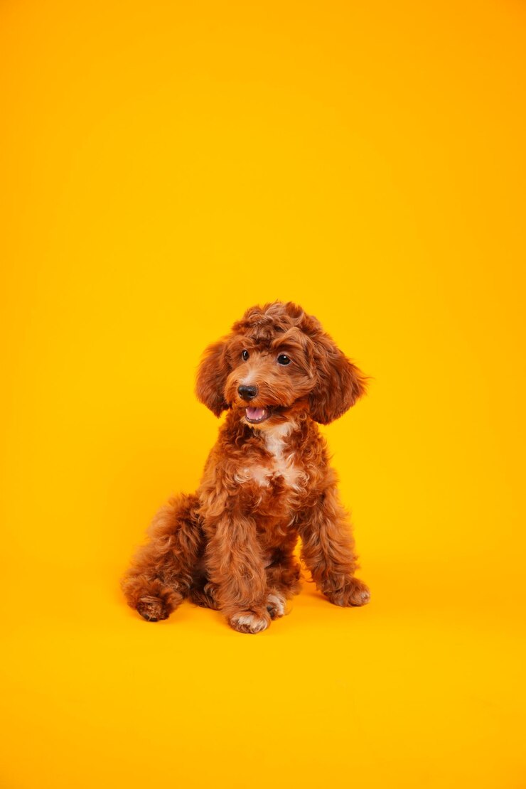 Poodle dog on a yellow background studio photo of a dog pet
