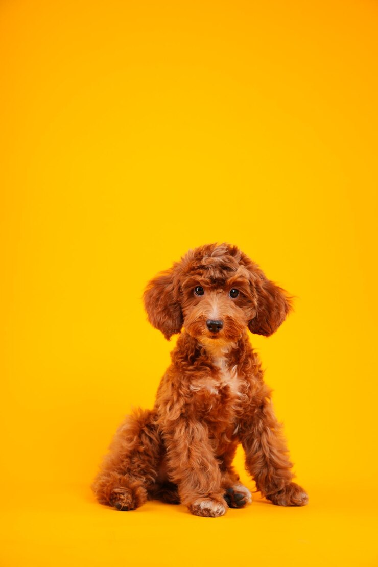 Poodle dog on a yellow background studio photo of a dog pet