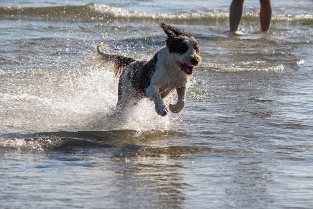 プードル、落書き犬ミックス雑種、水泳、ランニング、水しぶき、犬のビーチで遊ぶ