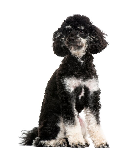 Poodle isolated on white