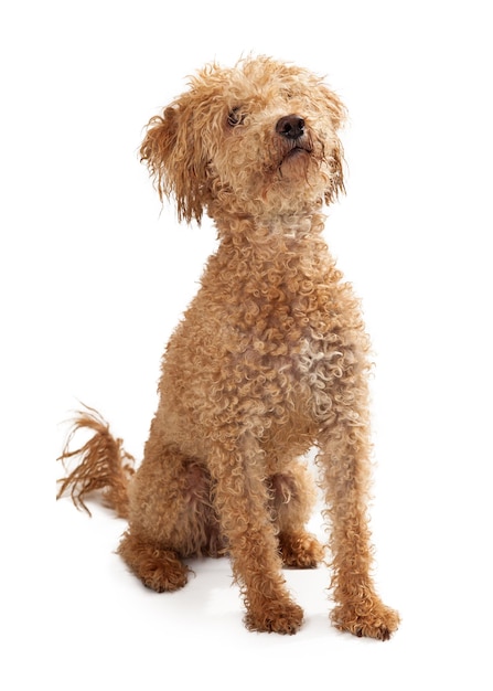 プードル ミックス ゴールデン カラーの犬のお座り